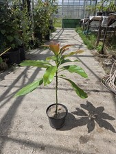 Avocado plant, Persea americana