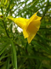 Thevetia peruviana, Cascabela