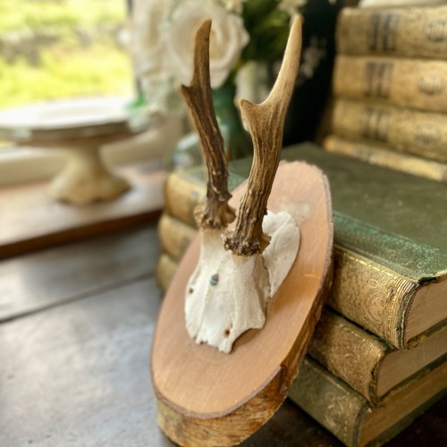 Vintage roe deer antlers - vintage,
