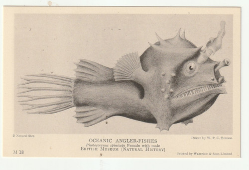 Oceanic angler fish - fish, m18