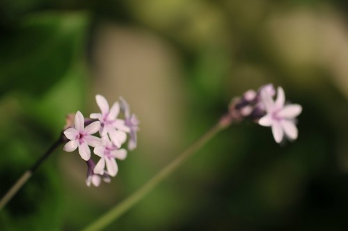 Tulbaghia purple eye - purple, plant.