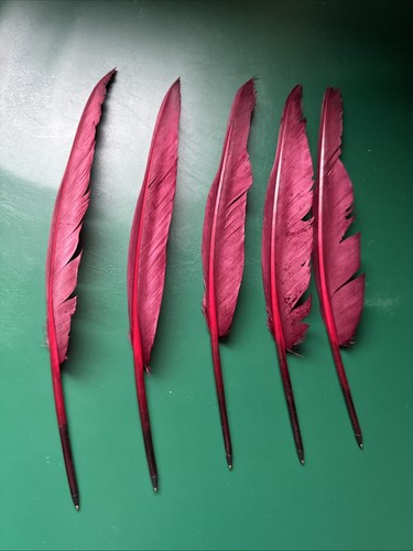 Feather quill pens biro - quill,