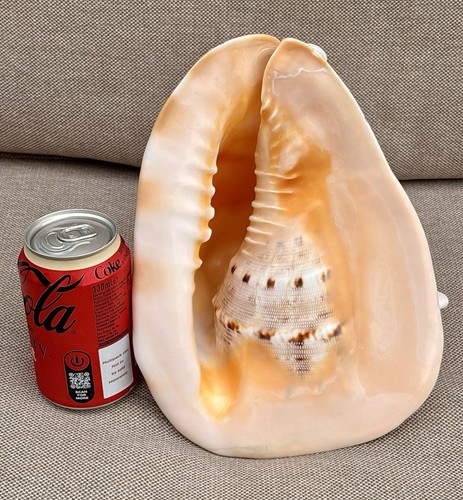 Large queen helmet shell - large,