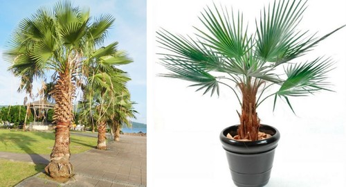 Mexican cotton palm 15 seeds - palm,