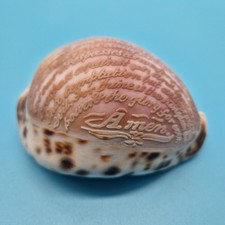 Vintage Cowrie Shell Carved