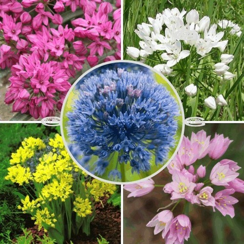 Alliums mixed garden flower - mixed,