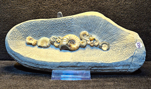 72b topstone nodule - topstone,