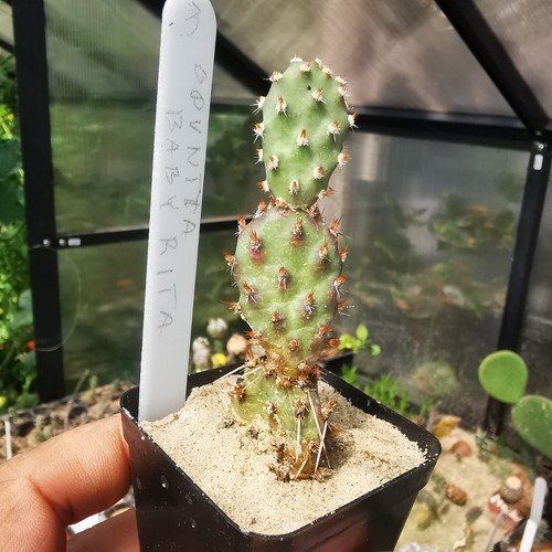 Opuntia baby rita - "baby, rita"