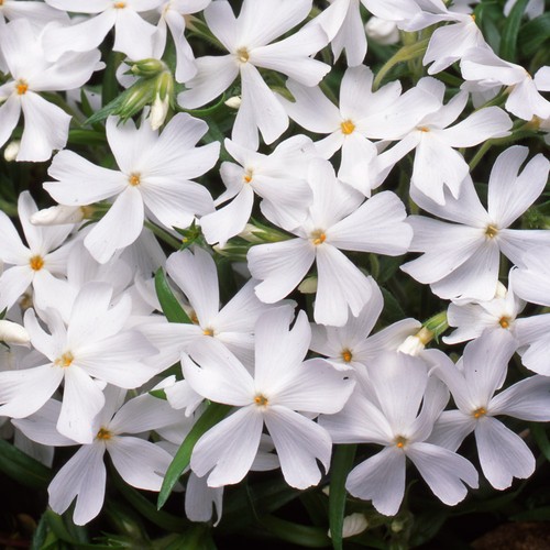 Creeping phlox white delight - creeping,