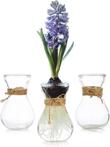 Hewory 3pcs hyacinth bulb - 3pcs,