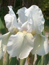 German Iris Germanica