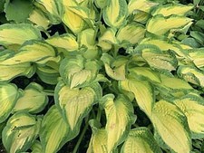 Hosta Happy Dayz   ( 2 lt Plants Sent Out Ex Pots)