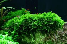 20g Java Moss Live Aquarium Aquatic Plants Carpet Shrimp Fry Tropical Fish Tank