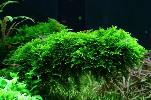 50g java moss live aquarium - java,