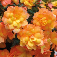 T&M Begonia Apricot Shades