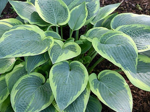 Hosta glory halleloujah - glory, lt