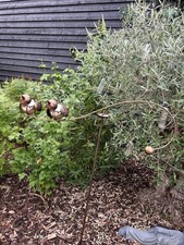 Twin Bird Wind Spinner