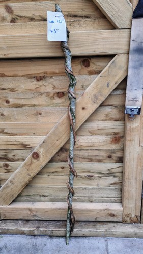 Twisted twisty wood hazel - twisty,