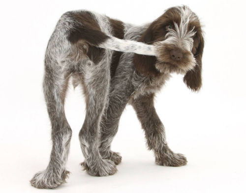 Italian spinone puppy chewing - spinone,