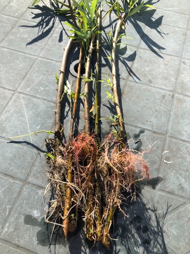 5x55cm rooted salix willow - rooted,