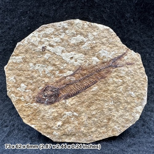 Eocene fossil fish - fossil,