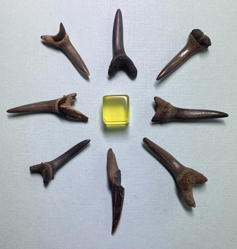 Large fossil sharks teeth - fossil,