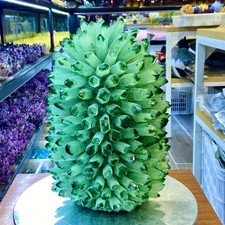 20.5LB  New Find Green Phantom Quartz Crystal Cluster Mineral Specimen Healing