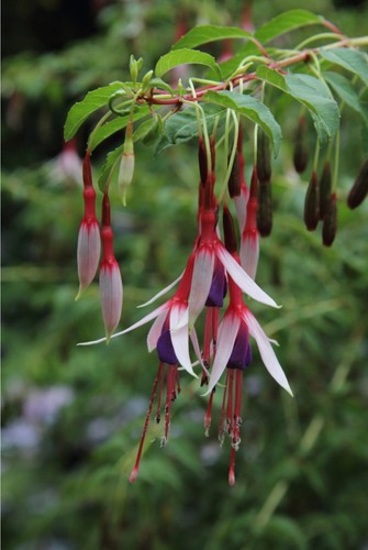 Fuchsia lady bacon - fuchsia,