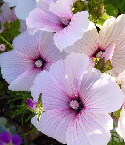 Lavatera pink regis - ha,, sow