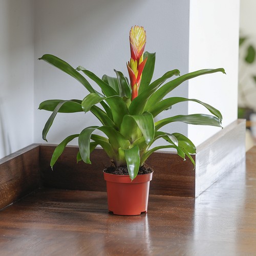 Yellow bromeliad houseplant - yellow,