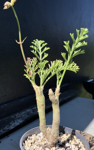 Pelargonium carnosum caudex - pelargonium,