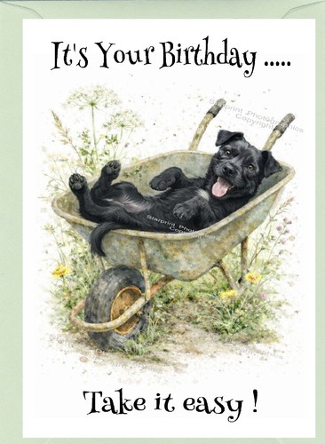 Patterdale terrier dog - patterdale,