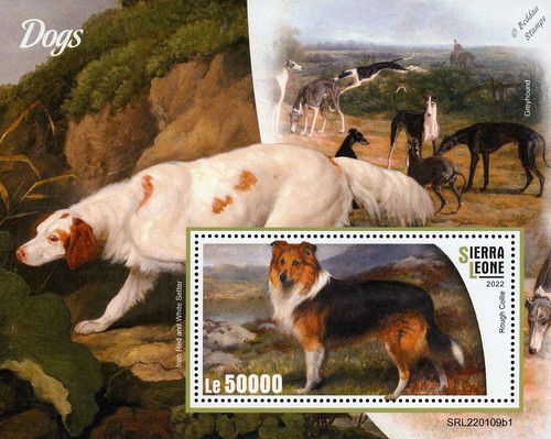Dogs rough collie - collie/irish, &