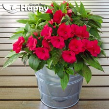 BUSY LIZZIE SCARLET DWARF -