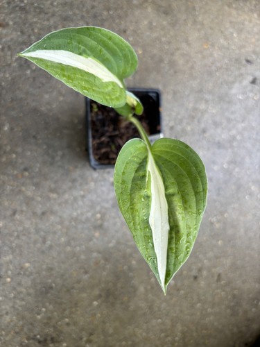 Hosta pin medium at - medium,