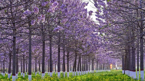 Princess tree 250 seeds - princess,