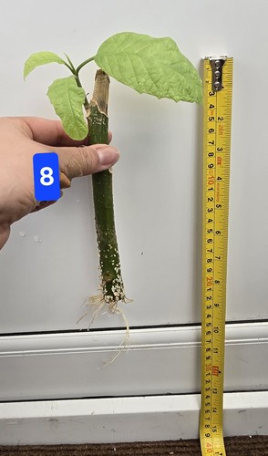 Brugmansia single rooted - single,