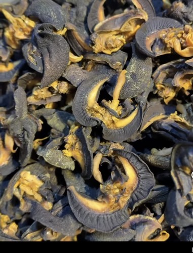 Dried snails africa - dried, —-