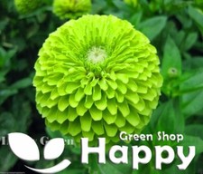 ZINNIA DAHLIA LIME GREEN -