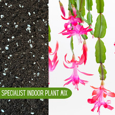 CHRISTMAS CACTUS COMPOST With Perlite - Specialist Potting Mix for Indoor Plants
