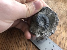 Pleuroceras Ammonite 