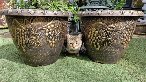 Pair xxl large 46cm - , }