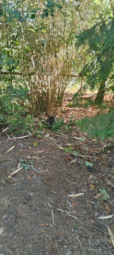 Silkie eggs not live - silkie,