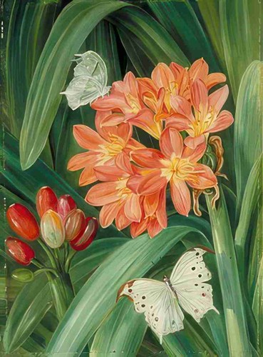 Marianne north clivia - north,