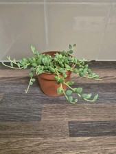 Senecio Rowleyanus | String of