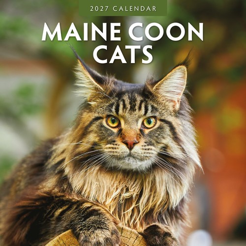 Maine coon cats 2027 square - coon,