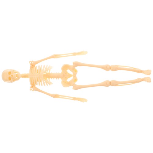 Human skeleton model - skeleton,