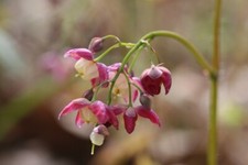 Epimedium x rubrum