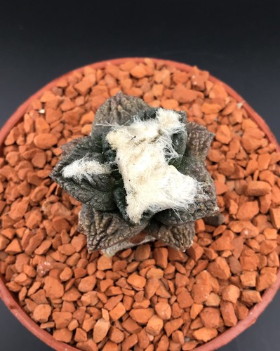 Ariocarpus grafted wyswyg - ariocarpus,