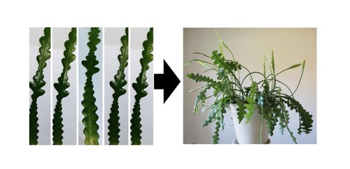 Unrooted cutting 20cm each - x5,